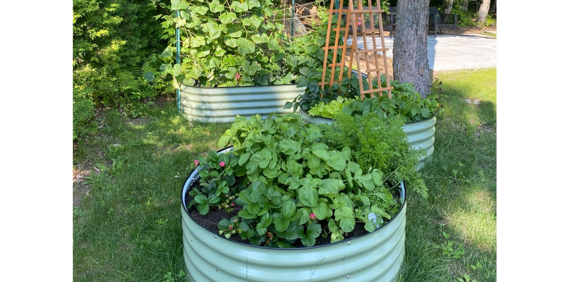 🌿 9 errori da evitare quando inizi un orto rialzato