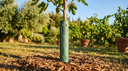 Protezione SalvaTronco Opplant installata su un giovane albero da frutto in giardino durante l'estate