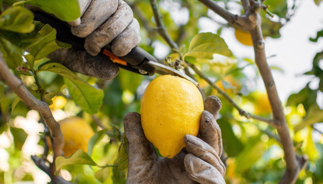 3 Semplici Tecniche Che Potete Utilizzare Per Potare Le Vostre Piante Di Limoni - Anche Se Non Sapete Proprio Da Dove Iniziare!!