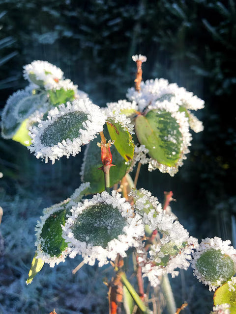 Gelate invernali: cosa fanno davvero alle piante (e come evitarlo prima che sia tardi)