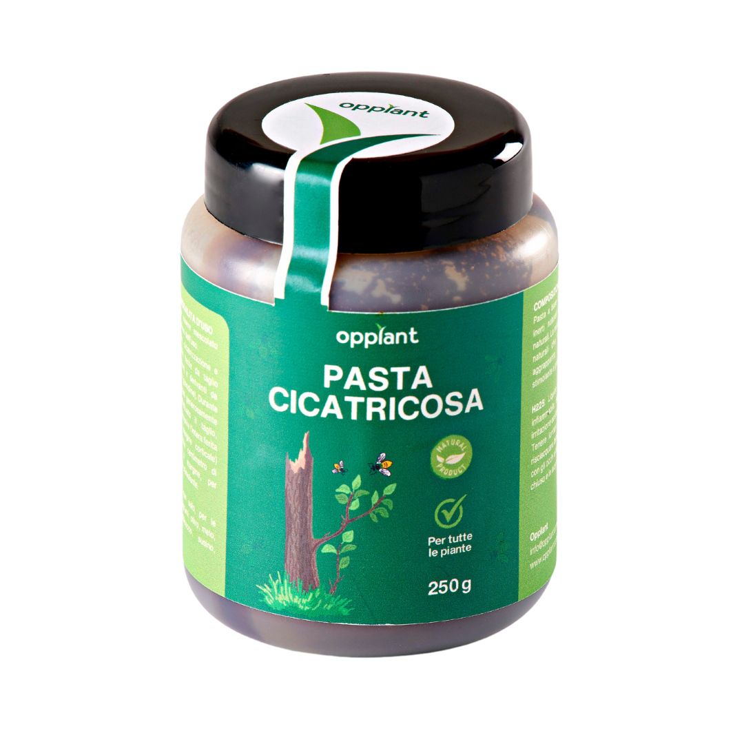 Pasta Cicatricosa